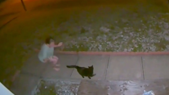 Stray Cat Sprays Lady! Caught On Camera!