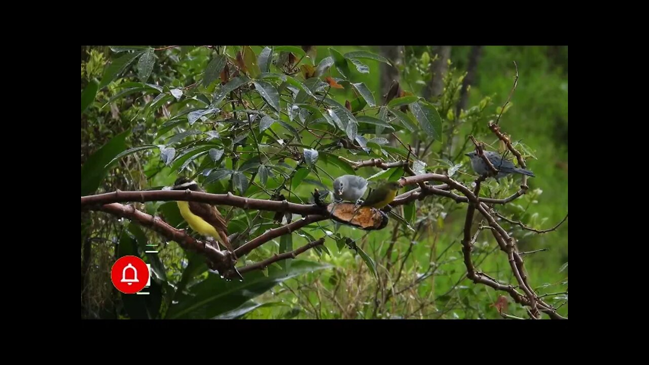 canto bem te vi sanhaço azul