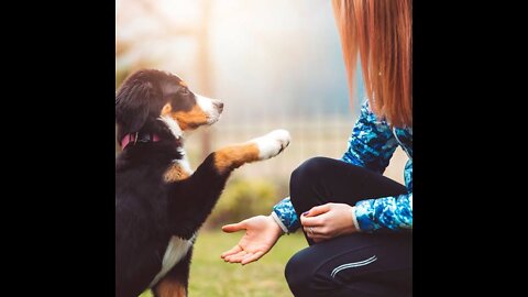 5 Easy Things to Teach to ANY PUPPY