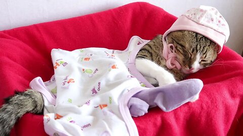 Sweet Little Cat Likes to Wear Baby Clothing