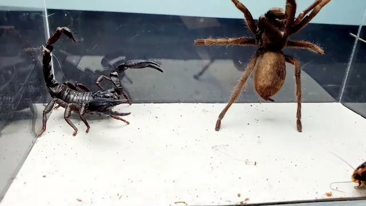 SCORPION vs TARANTULA SPIDER FIGHTING FOR PREY, who will win? Insect Stories-13