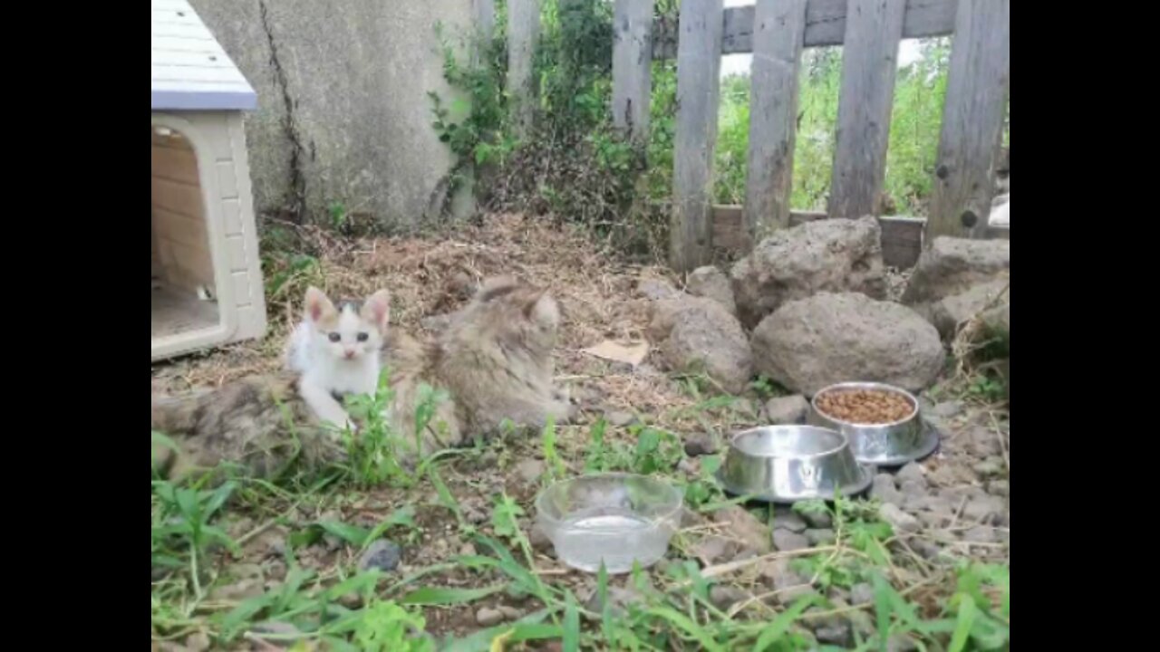 A family outing of a cute cat.