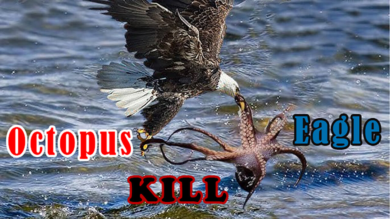 The Eagle Dies While Hunting Octopus In The Ocean