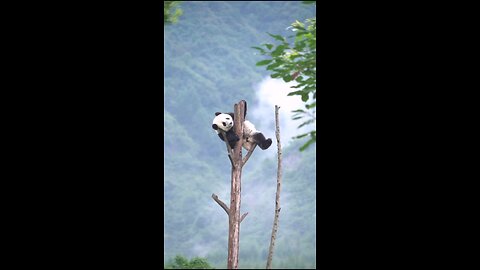 panda