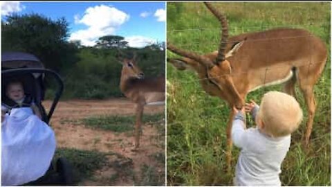 Toddler and rescued impala are best friends