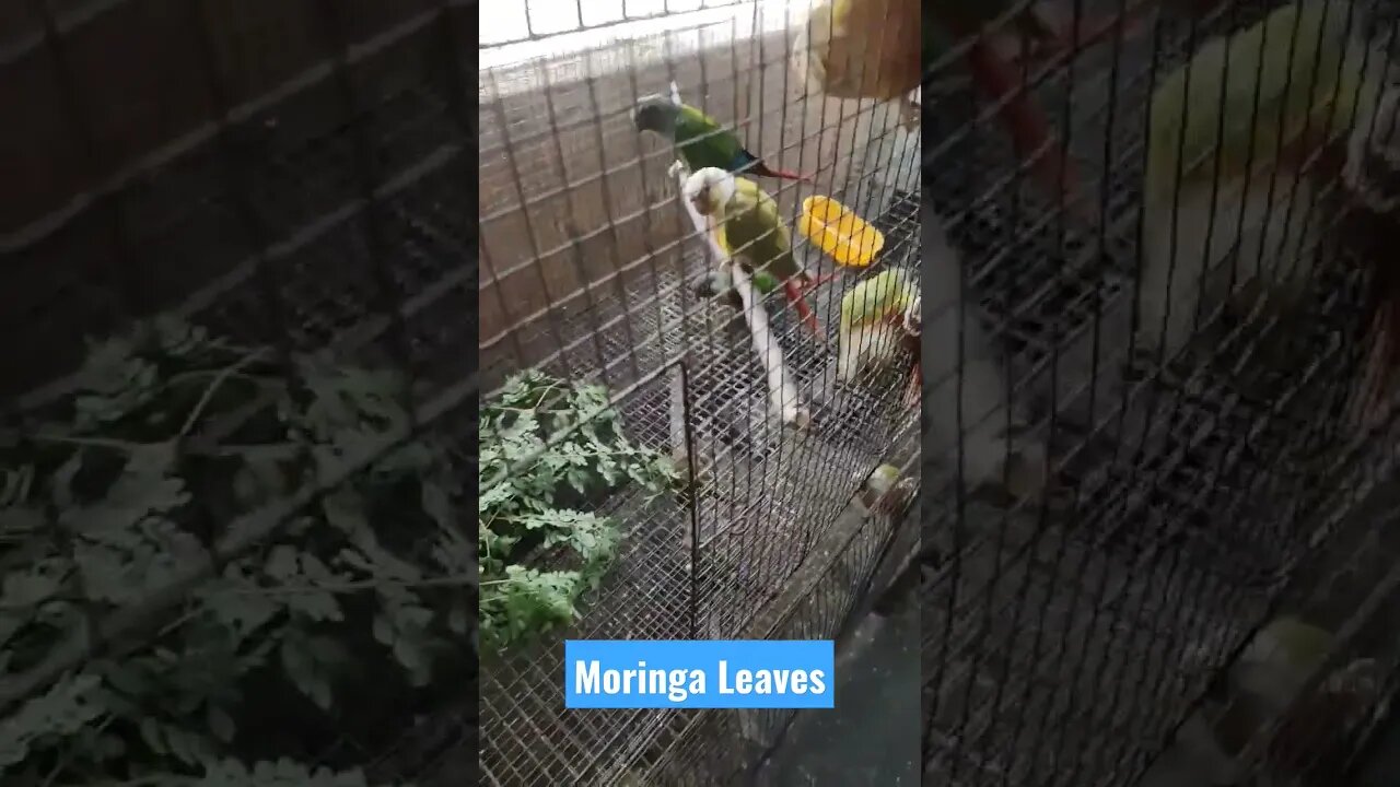 Giving Moringa Leaves To My Conures | Moringa Leaves Benefit | @BikisAviary