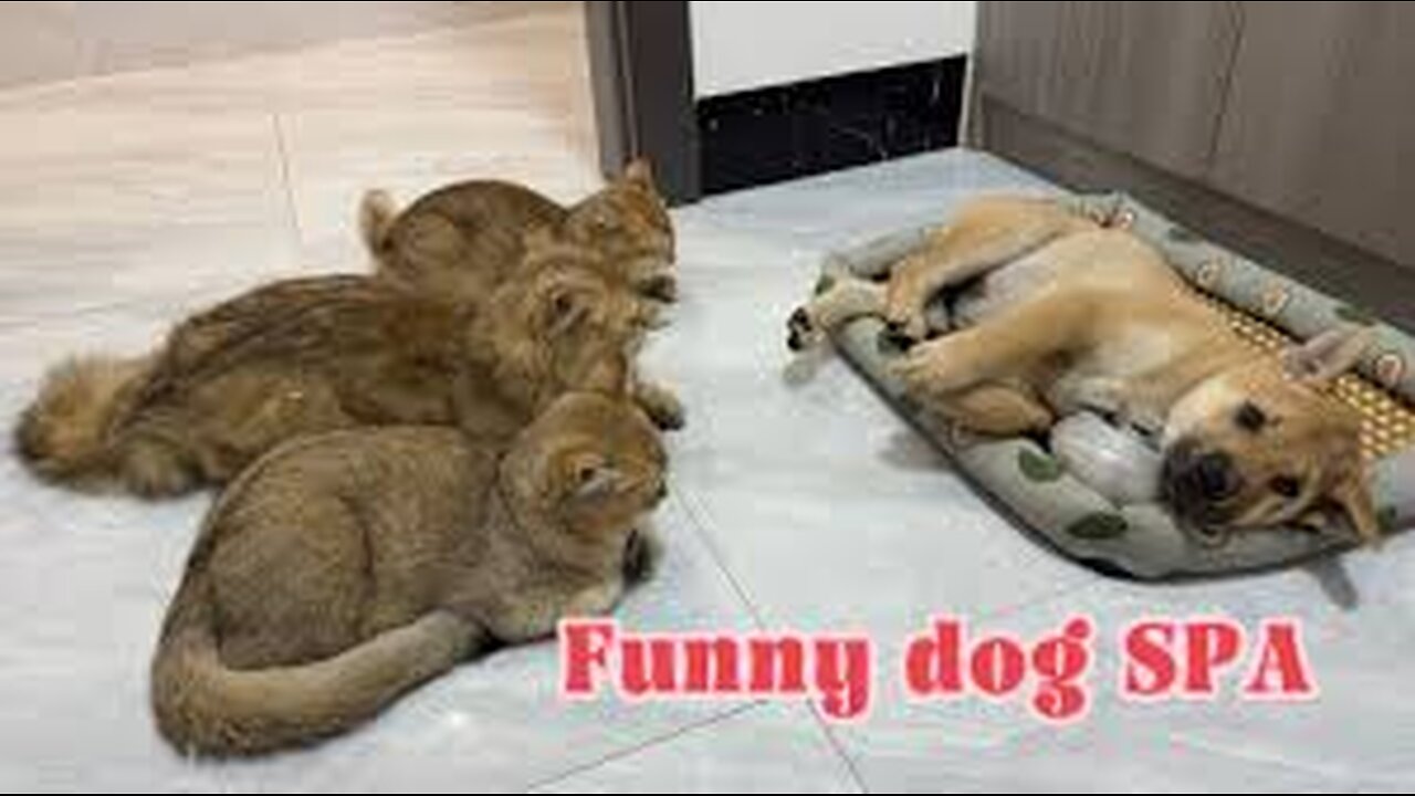 How do cats react when a domineering puppy invades their personal belongings😂cute Funny dog SPA