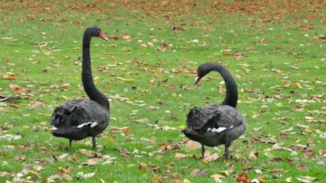 Black Swans HD