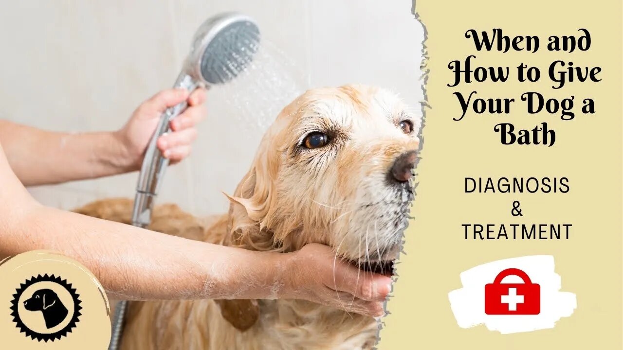 When and How to Give Your Dog a Bath | DOG HEALTH 🐶 #BrooklynsCorner