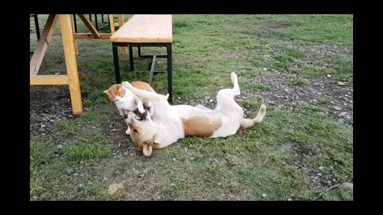 Cat & dog fun fight love around!