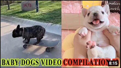 Baby Dogs Video - Cute Pets And Funny Animals 2020 Compilation #3 FOND OF ANIMALS