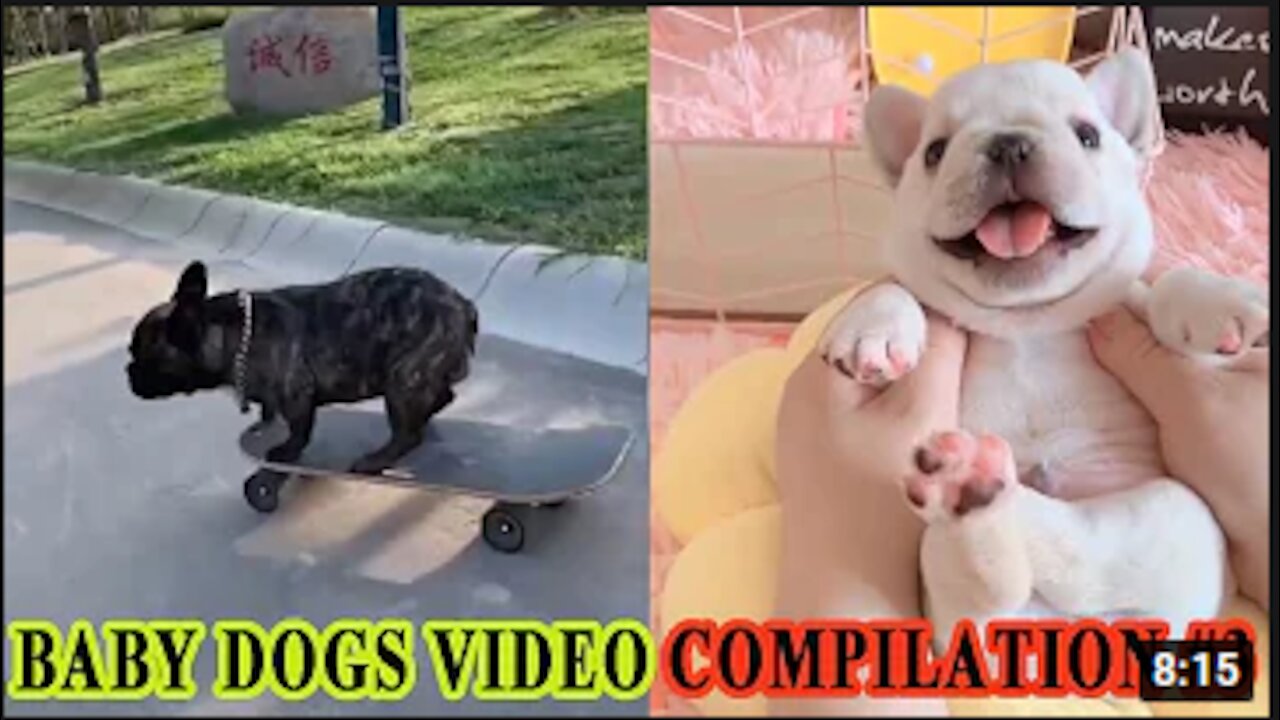 Baby Dogs Video - Cute Pets And Funny Animals 2020 Compilation #3 FOND OF ANIMALS