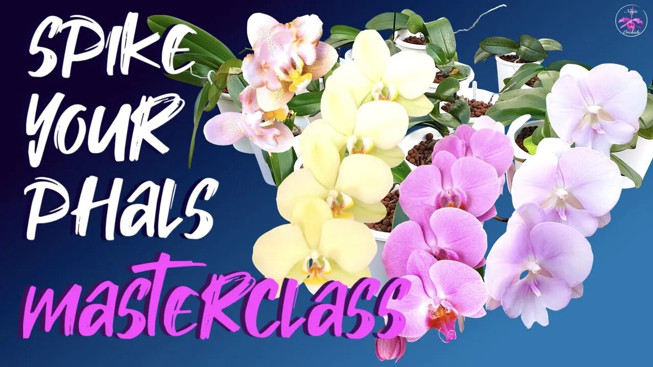 How to spike phalaenopsis orchids w/out misinterpreting 'Tips & Tricks' | Optimal light levels ☀️🌸