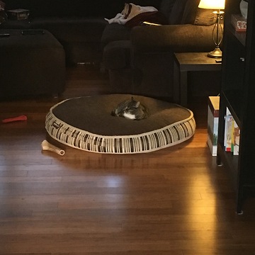 German Shepherd attempts to reclaim stolen bed from cat