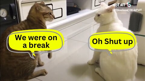 These Cats can ACTUALLY Talk 😱😱😱