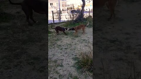 Pitbull vs Malinois- Tug