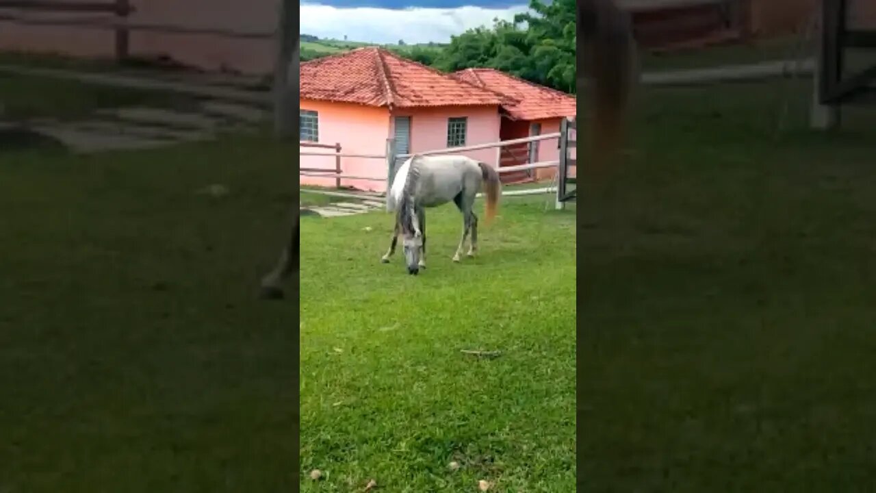 Campeão de tambor 🐴 #shorts #roça #animals #agro #bicho #bicho #cavalo #arabe #prova #fazenda #sp