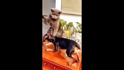 funny animal videos