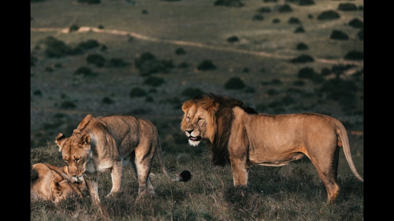 lion the king of the jungle.