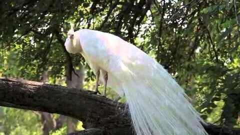 Peacocks Taking Baths, Mr. Peacock And Friends