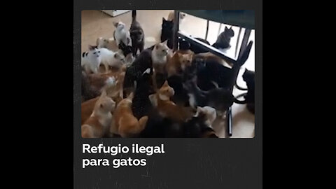 Rescatan a cerca de 50 gatos de un refugio no autorizado en Rusia