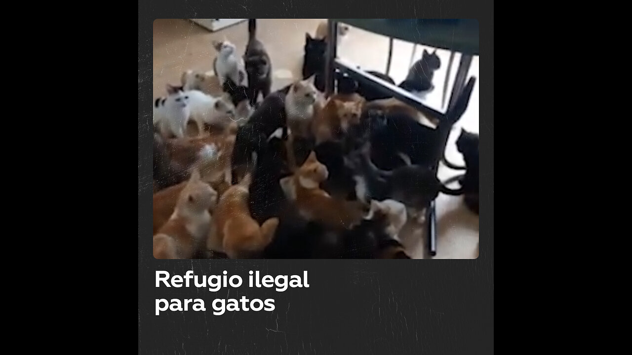 Rescatan a cerca de 50 gatos de un refugio no autorizado en Rusia