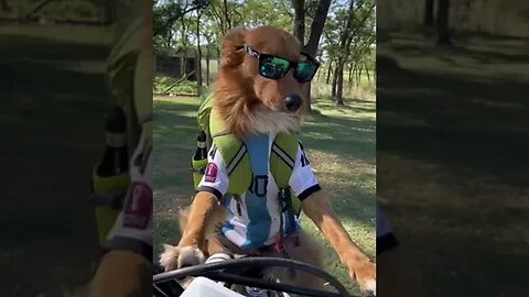 Asking her if she's going to Qatar 🤣 #dog #qatar2022