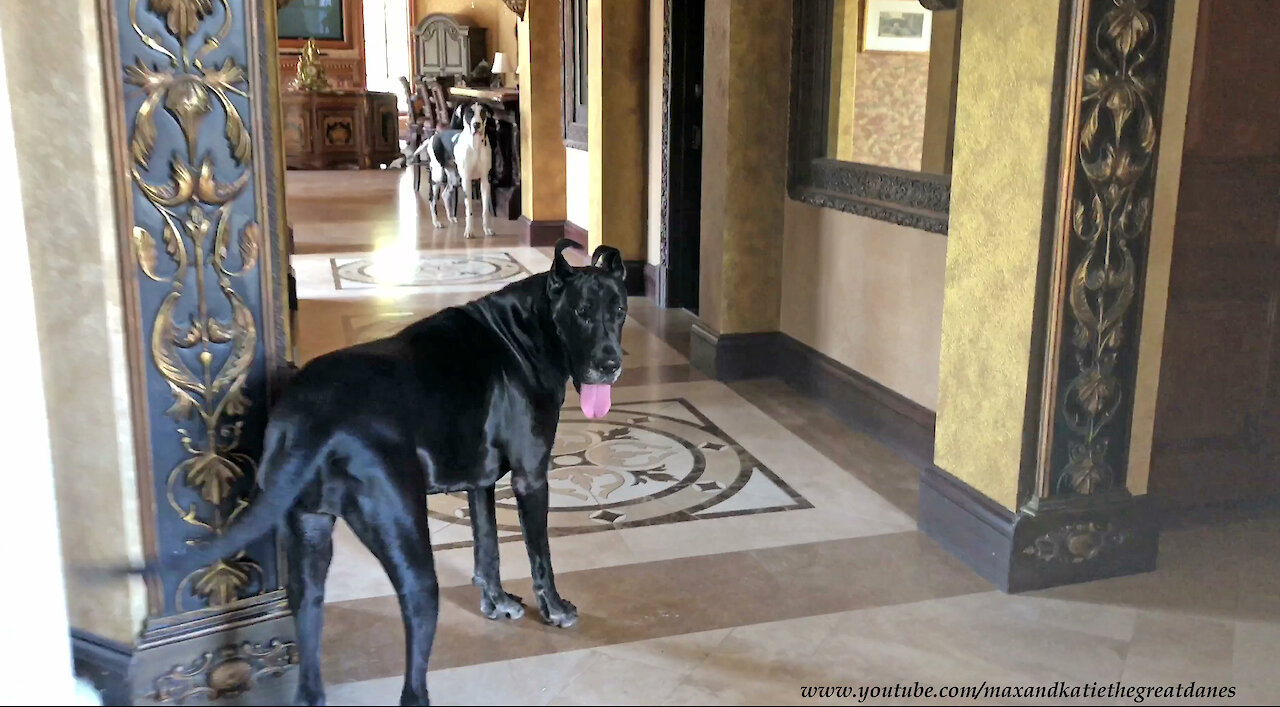 Excited Great Danes Can't Wait To Put Their Jewelry Collars On