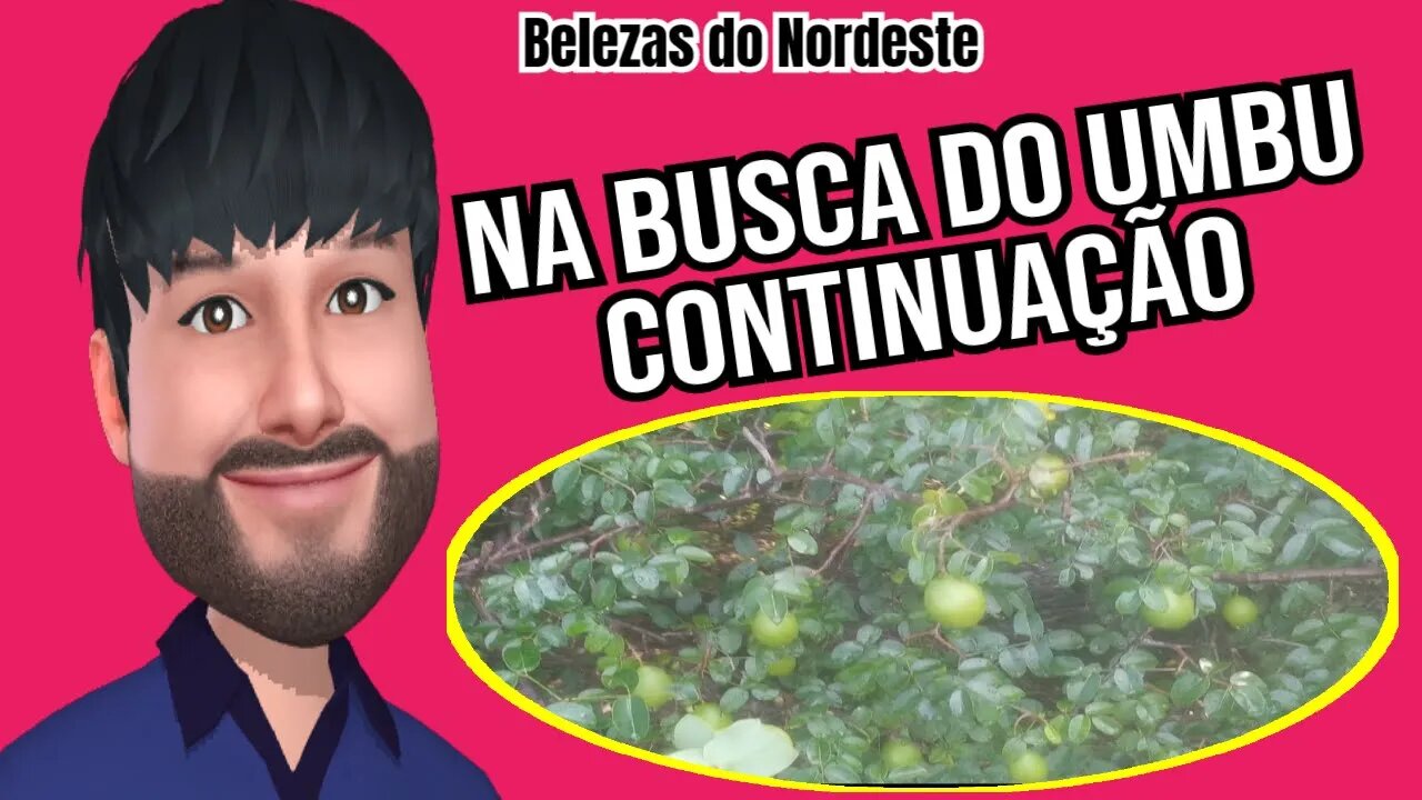 A saga do umbu, em busca do fruto Nordestino, a continuação, #umbu do Nordeste