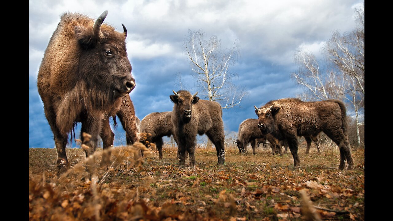 Bison -everything about American Bison -