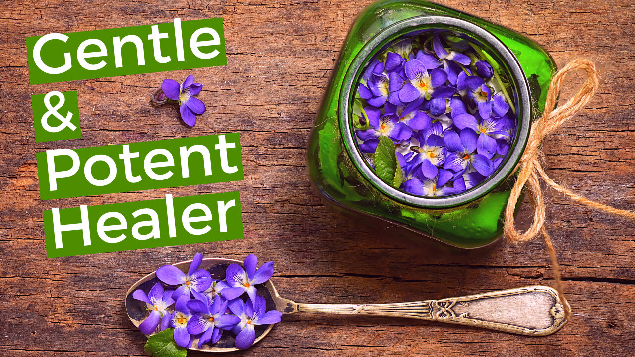 Viola Odorata | 8 Medicinal Benefits of Gentian Violet You Need To Know About Now