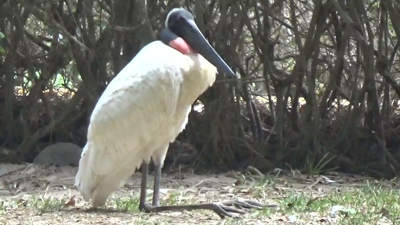 Big Birds (Jabirus) in the Town