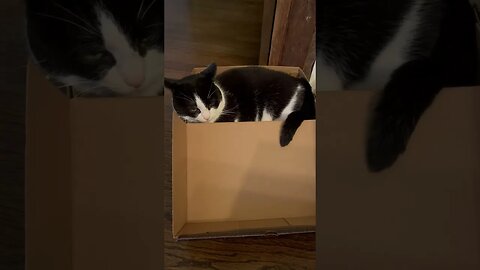 Cats In Boxes...It's A Thing #shorts