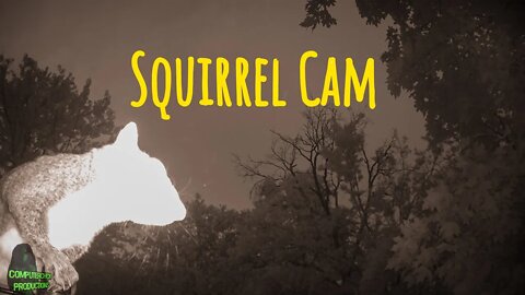 Watch Evening - Overnight SquirrelCam 14