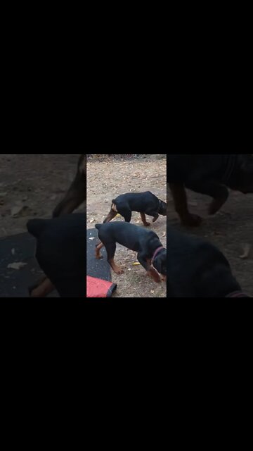 Rottweilers Lil' Ed & Faye - It May Be Hard To Tell But Lil' Ed Is An Absolute Tank At This Age.