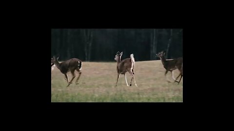 deer in the battlefield