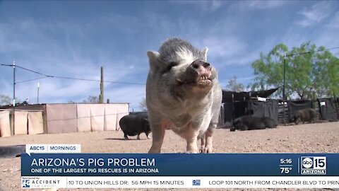 Arizona's pig problem: Owners struggling with pets, overcrowding sanctuaries