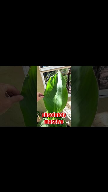 Plants Grow CRAZY Size from Copper - Electroculture Results - #electroculture #copper #magnets