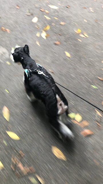 Doggy running so fast