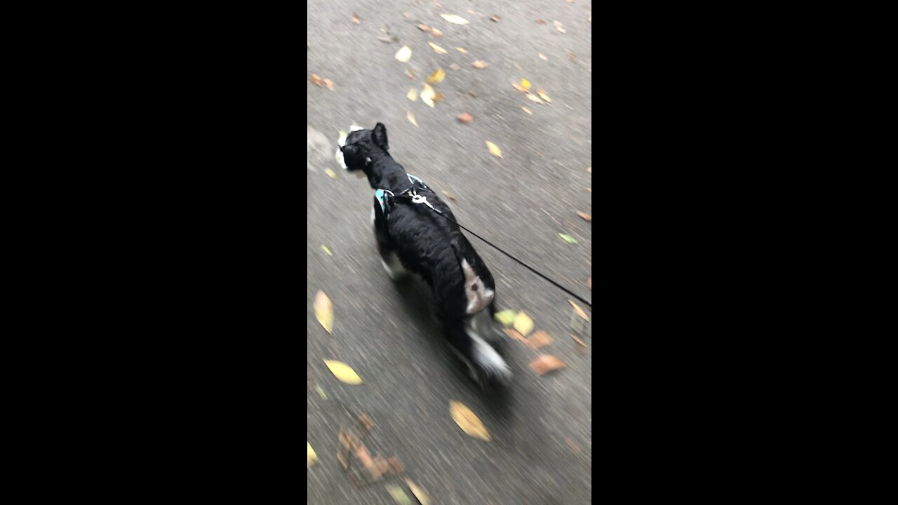 Doggy running so fast