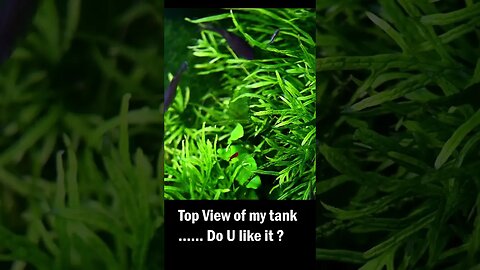 Top view of my planted tank #planted #plantedtank #fish #aquariumgardens #fishtank #natureaquarium