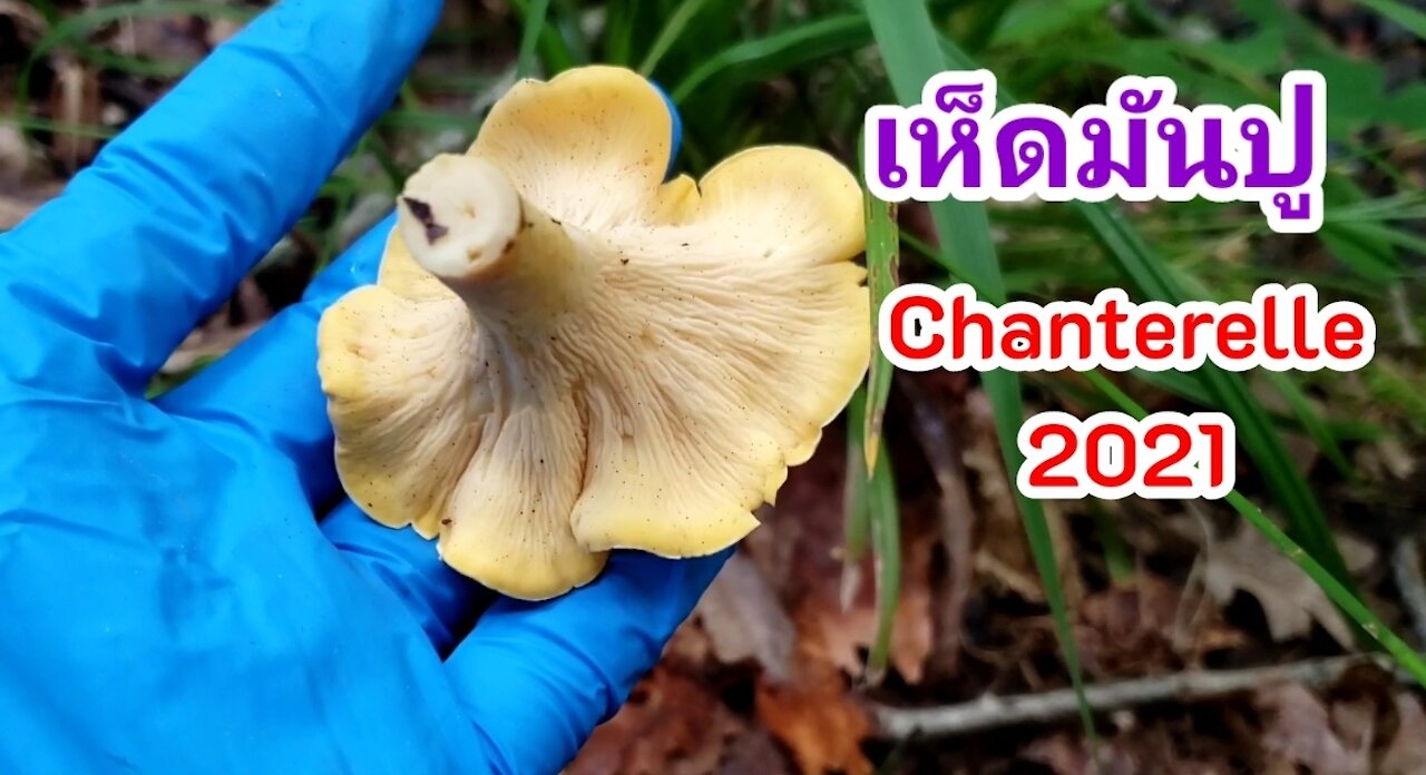 Foraging Chanterelle behind my backwood. เก็บเห็ดมันปู