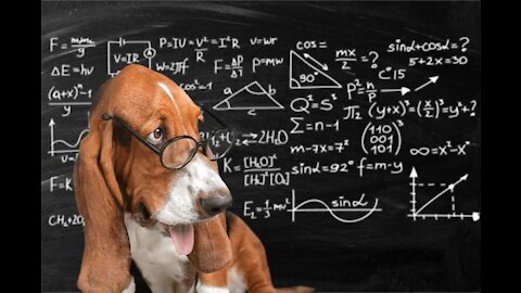 The smartest dog you will ever find