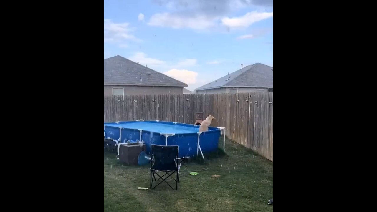 Dog refuses to get out of the pool while it's raining..🐶🐾🌊🌧️😅