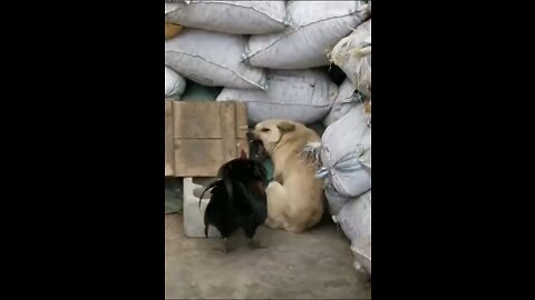 Chicken vs Dog Fight