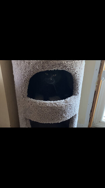 Can you spot the Gizmo?