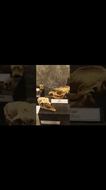 Skulls of Animals at the zoo museum. #shorts