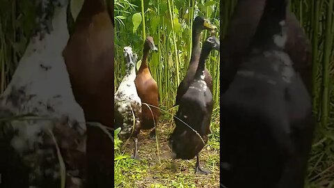 🦆 Indian Runner duck in my garden! 🦆Canard Coureur Indien dans mon potager! 🦆