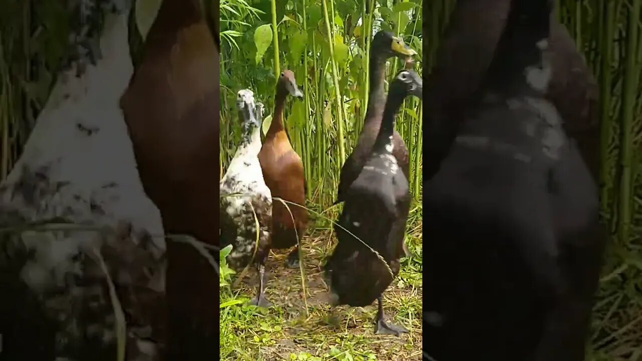 🦆 Indian Runner duck in my garden! 🦆Canard Coureur Indien dans mon potager! 🦆