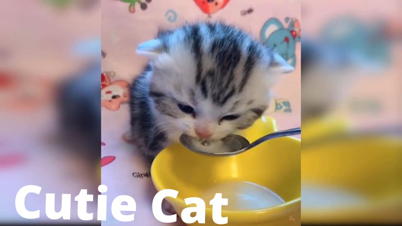 Cutie Cat video